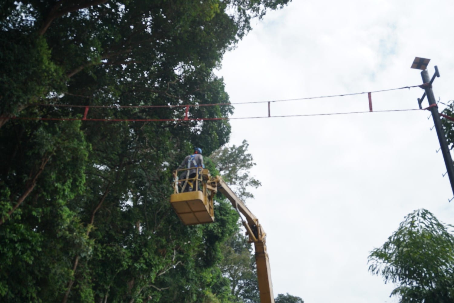 Canopy bridge 6 (1500×1000)