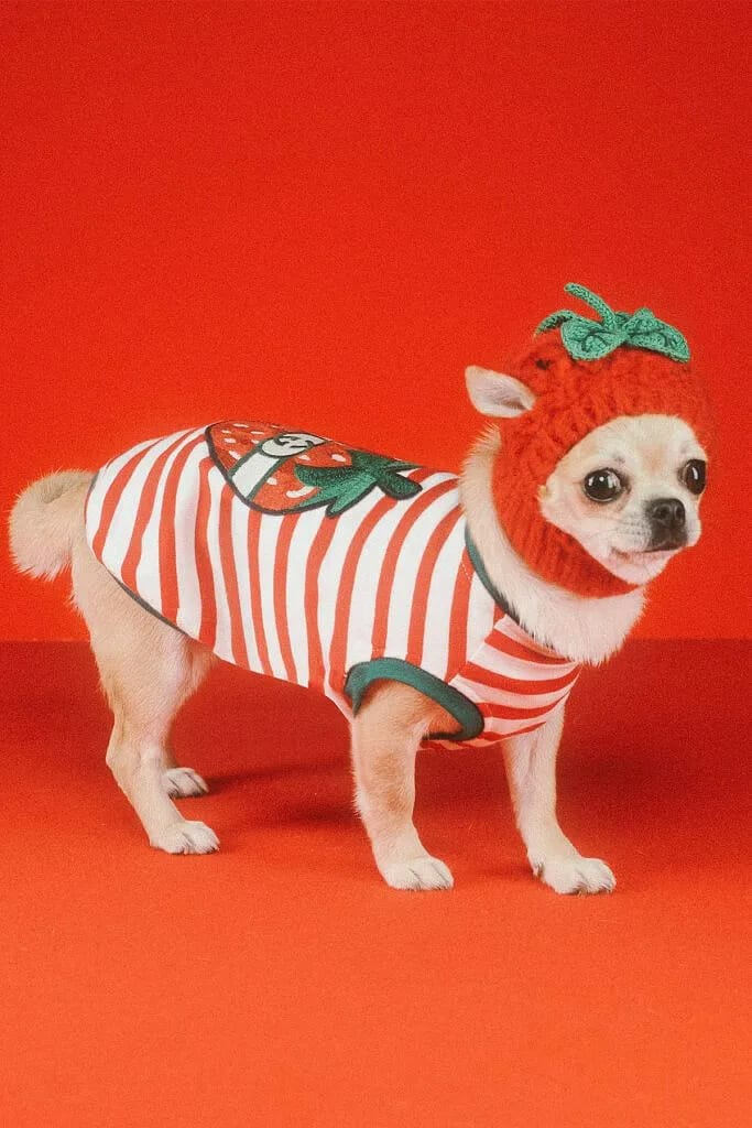 gucci-pet-collection-release-01