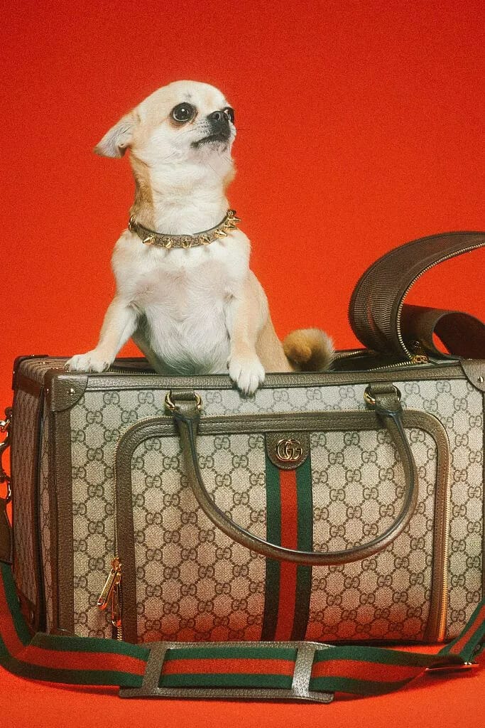 gucci-pet-collection-release-02