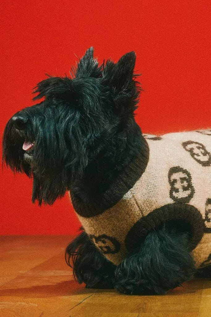 gucci-pet-collection-release-03