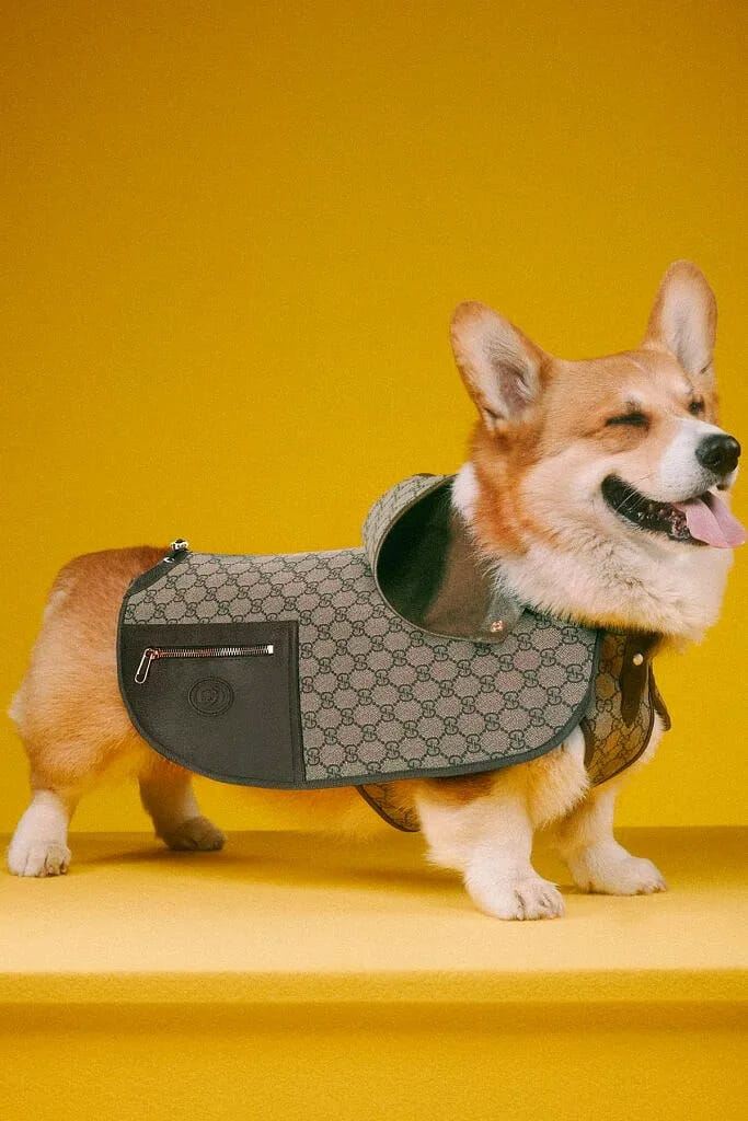 gucci-pet-collection-release-04