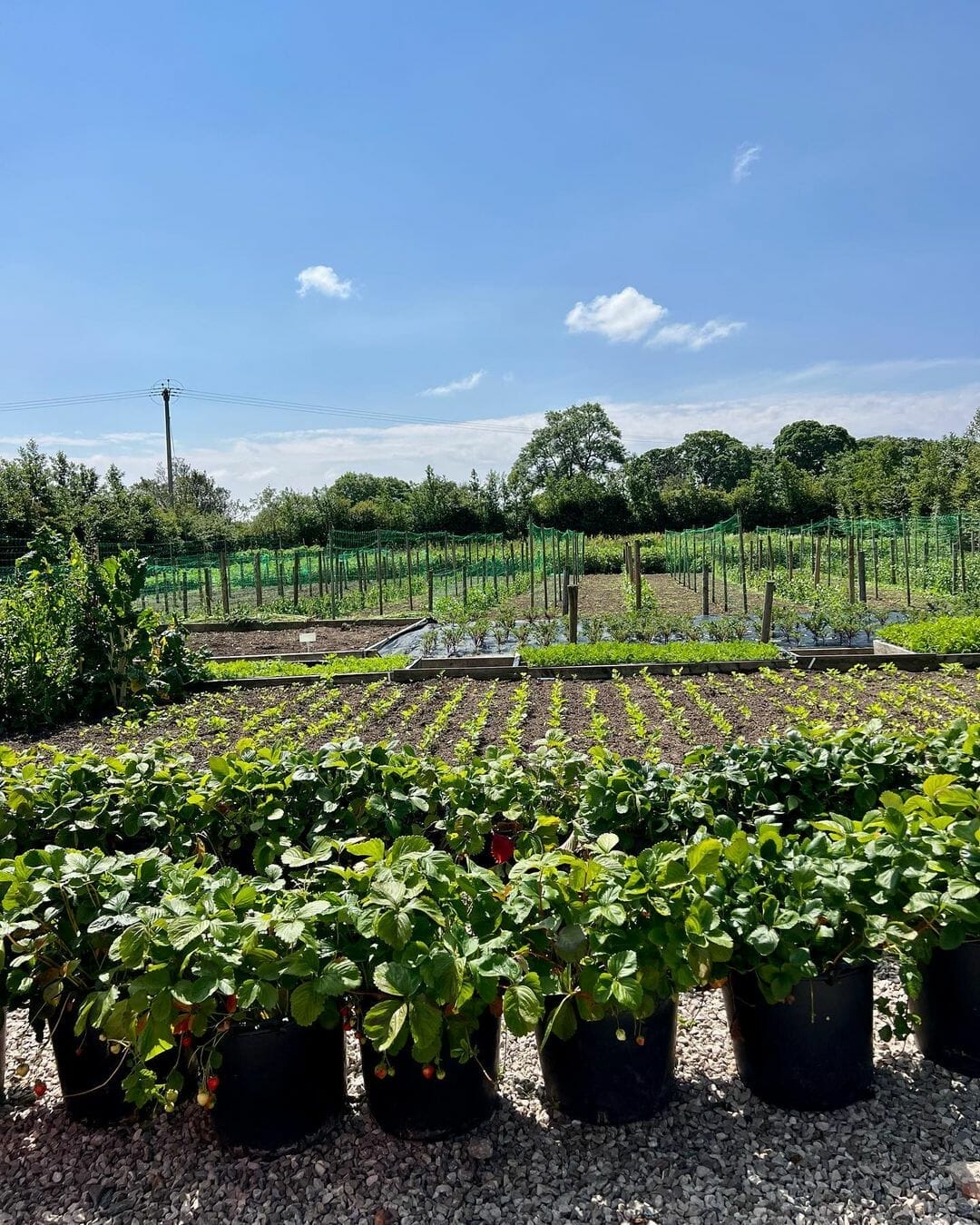 ourfarm strawberries 1