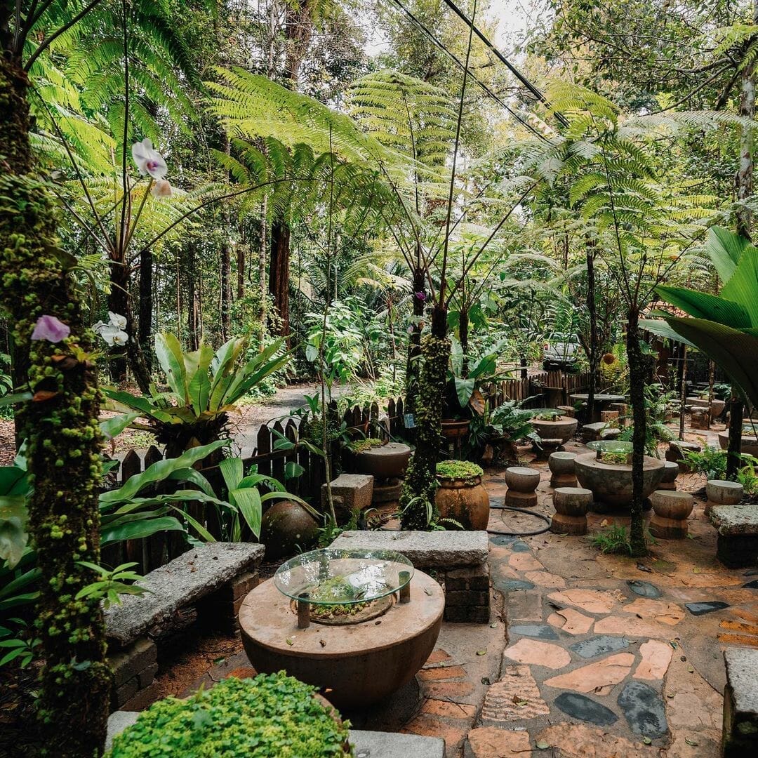 Kopi Hutan 3