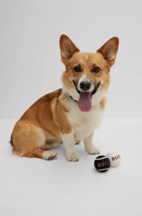 Luxury brand pet accessories