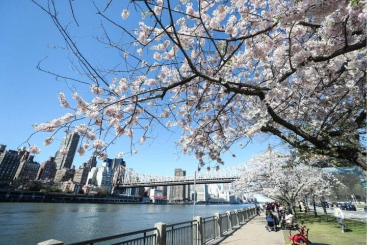 cherry blossom destinations