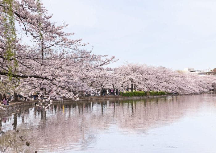2024 Sakura destinations