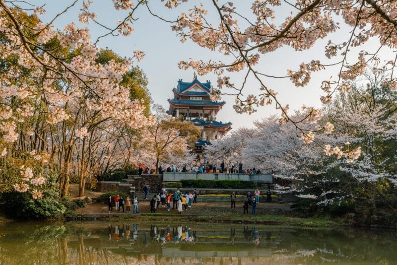 cherry blossom destinations