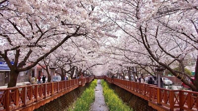 cherry blossom destinations