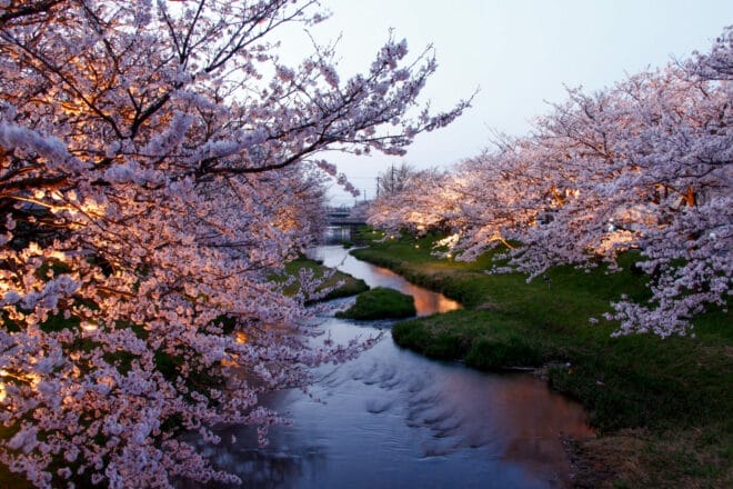 Sakura
