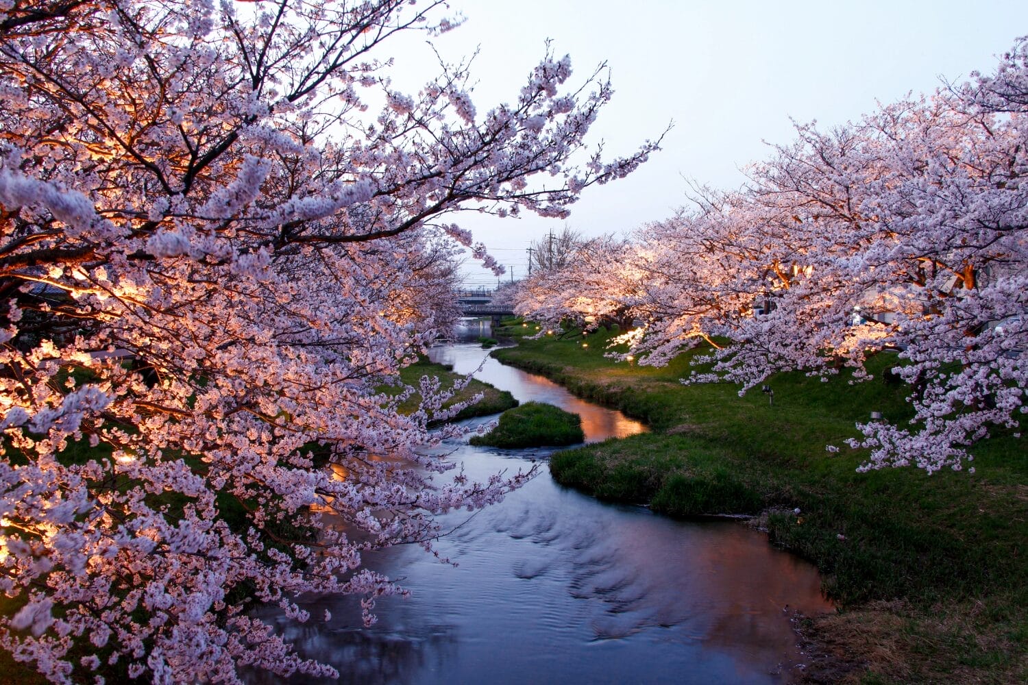推荐藏在日本角落的赏樱秘境