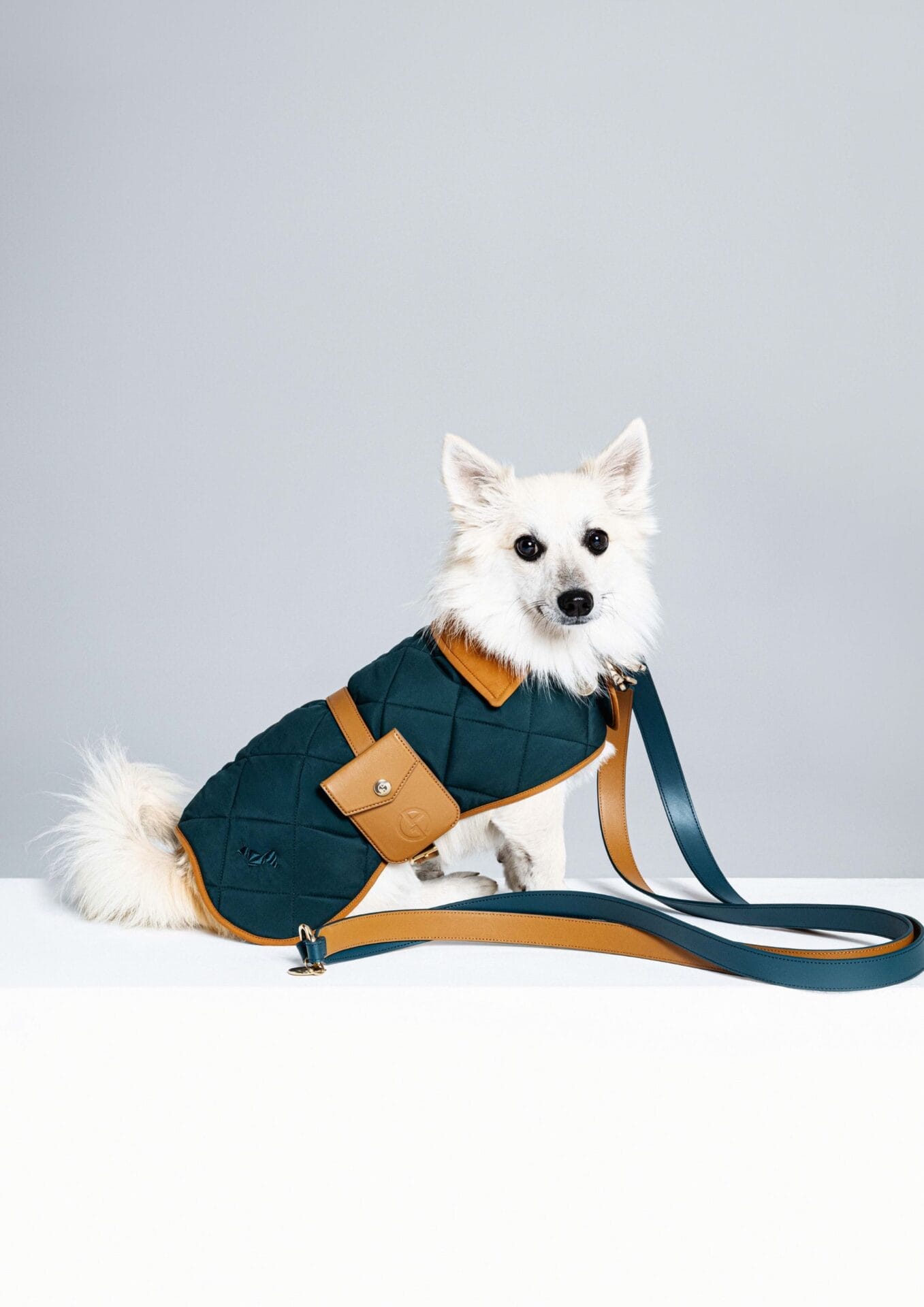 Giorgio Armani x Poldo Dog Couture_ph Giulio Rustichelli (1) 2