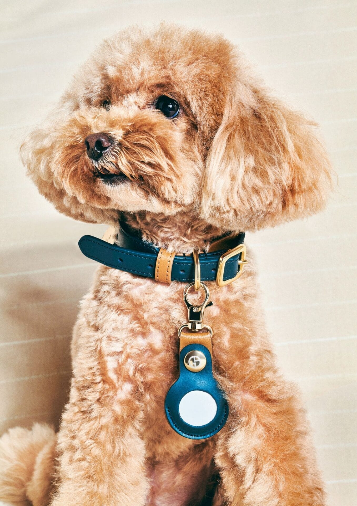 Giorgio Armani x Poldo Dog Couture_ph Giulio Rustichelli (7) 2