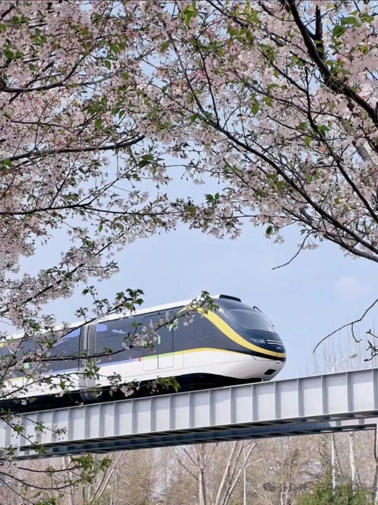 Best Cherry Blossom 